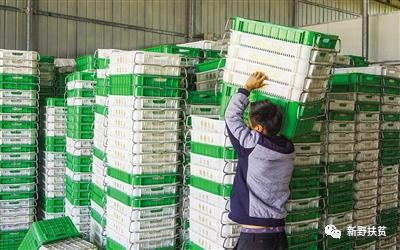 菜園子里種出幸?；?新野縣施庵鎮農產品蔬菜基地